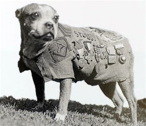 how did stubby the war dog die